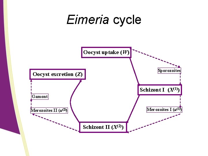 Eimeria cycle Oocyst uptake (W) Sporozoites Oocyst excretion (Z) Schizont I (X(1)) Gamont Merozoites