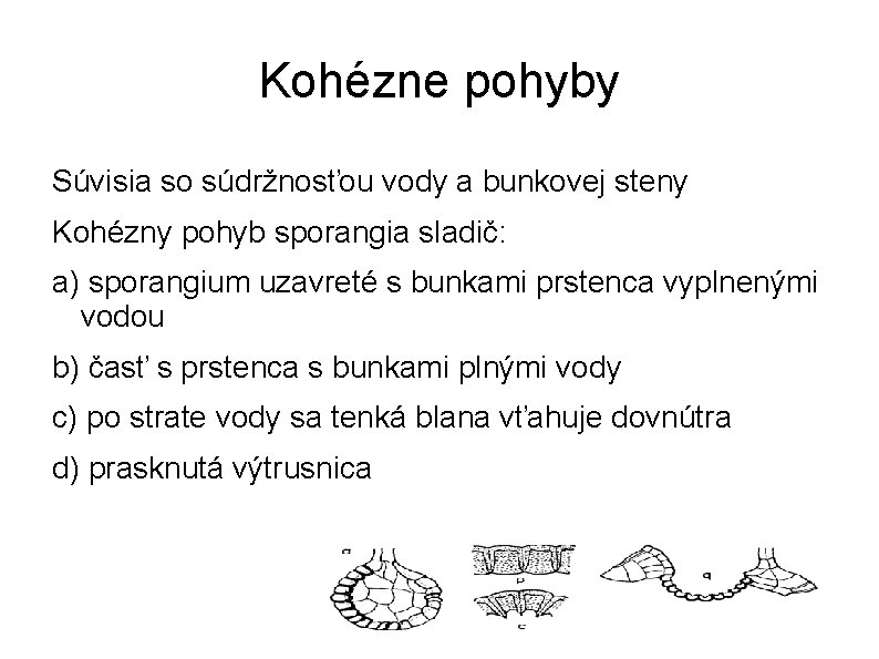 Kohézne pohyby Súvisia so súdržnosťou vody a bunkovej steny Kohézny pohyb sporangia sladič: a)