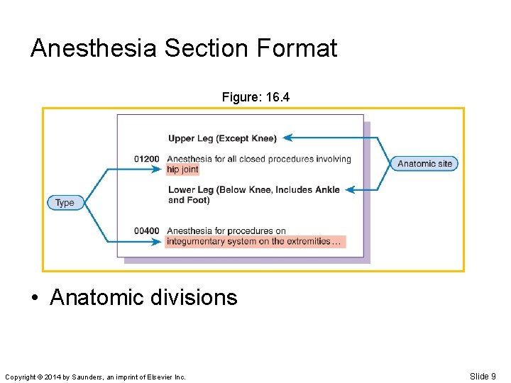 Anesthesia Section Format Figure: 16. 4 • Anatomic divisions Copyright © 2014 by Saunders,
