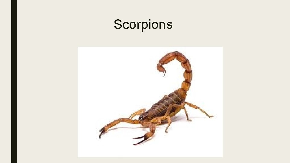 Scorpions 