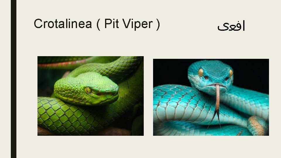 Crotalinea ( Pit Viper ) ﺍﻓﻌی 