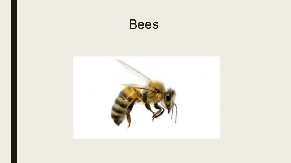 Bees 
