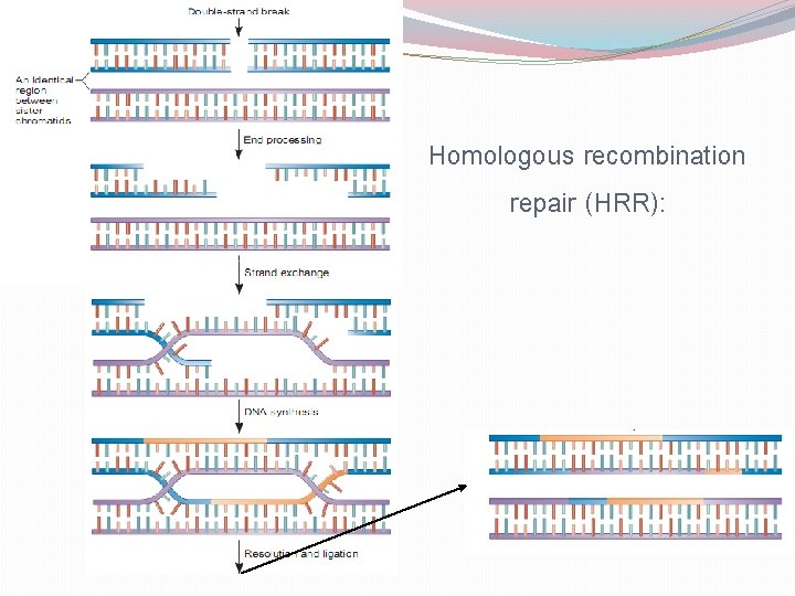 Homologous recombination repair (HRR): 