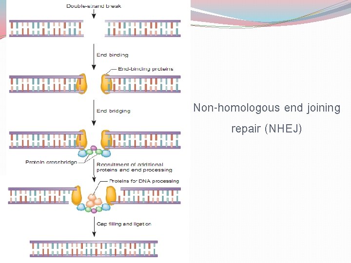 Non-homologous end joining repair (NHEJ) 