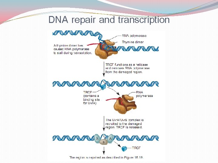 DNA repair and transcription 