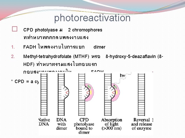 photoreactivation � CPD photolyase ม 2 chromophores ททำหนาทดดกลนพลงงานแสง 1. FADH ใหพลงงานในการแยก dimer 2. Methyl-tetrahydrofolate