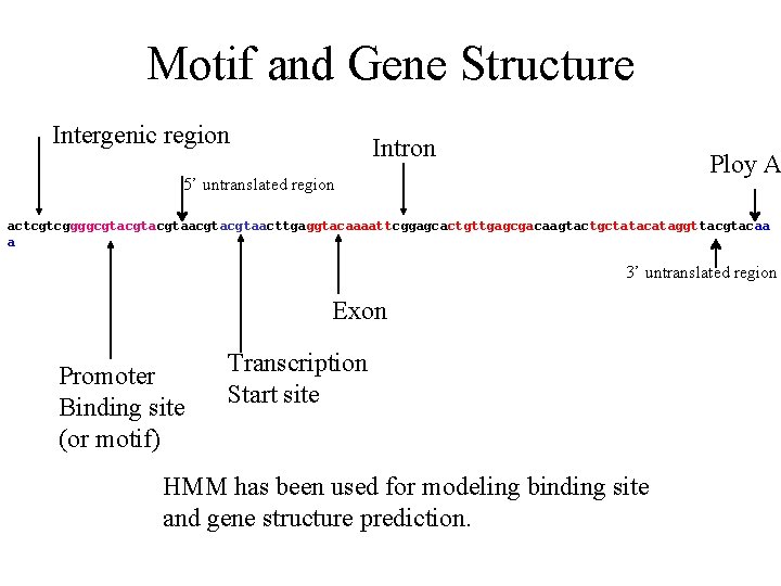 Motif and Gene Structure Intergenic region Intron Ploy A 5’ untranslated region actcgtcggggcgtacgtaacgtaacttgaggtacaaaattcggagcactgttgagcgacaagtactgctatacataggttacgtacaa a