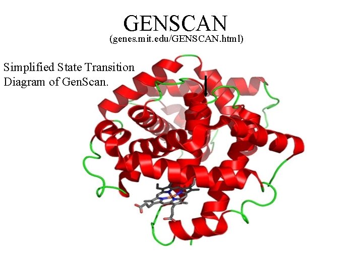 GENSCAN (genes. mit. edu/GENSCAN. html) Simplified State Transition Diagram of Gen. Scan. 