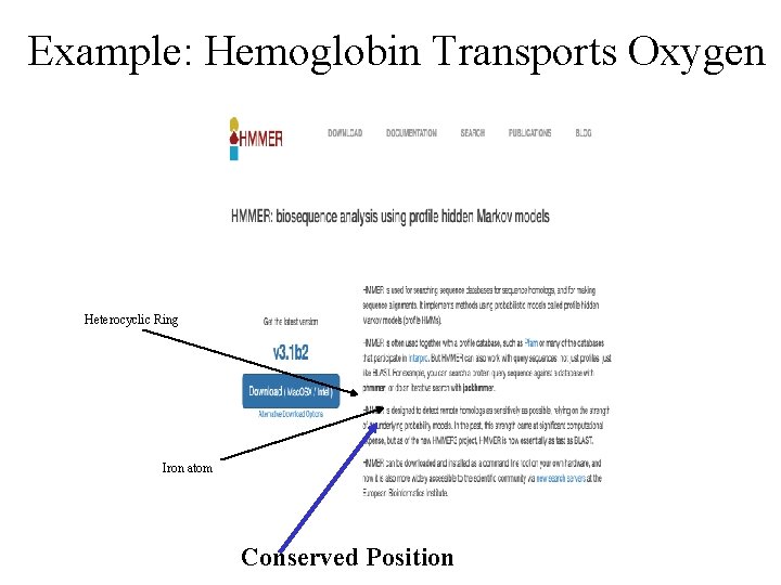 Example: Hemoglobin Transports Oxygen Heterocyclic Ring Iron atom Conserved Position 