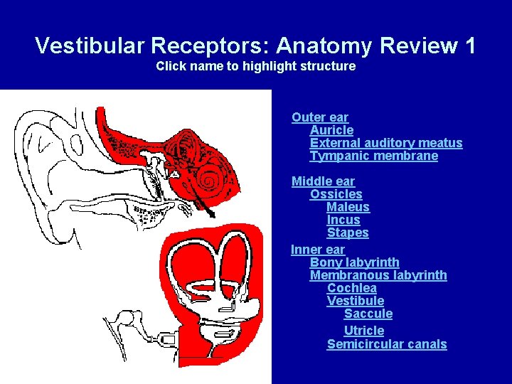 Vestibular Receptors: Anatomy Review 1 Click name to highlight structure Outer ear Auricle External