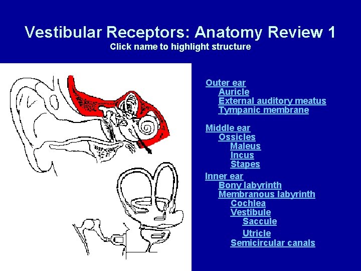 Vestibular Receptors: Anatomy Review 1 Click name to highlight structure Outer ear Auricle External