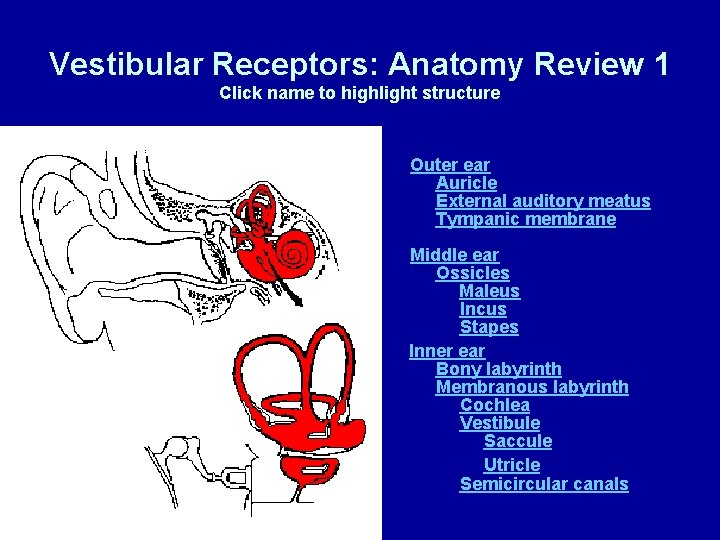 Vestibular Receptors: Anatomy Review 1 Click name to highlight structure Outer ear Auricle External