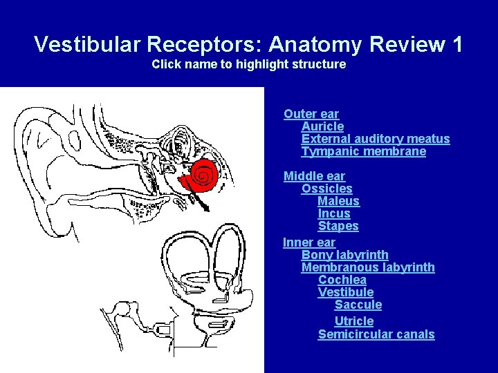 Vestibular Receptors: Anatomy Review 1 Click name to highlight structure Outer ear Auricle External