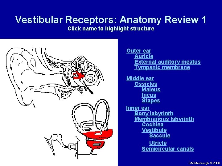 Vestibular Receptors: Anatomy Review 1 Click name to highlight structure Outer ear Auricle External