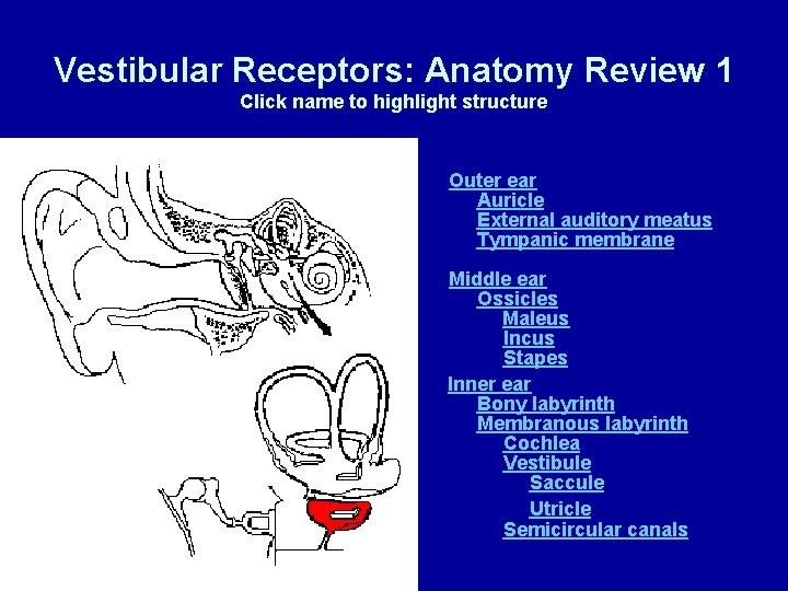Vestibular Receptors: Anatomy Review 1 Click name to highlight structure Outer ear Auricle External