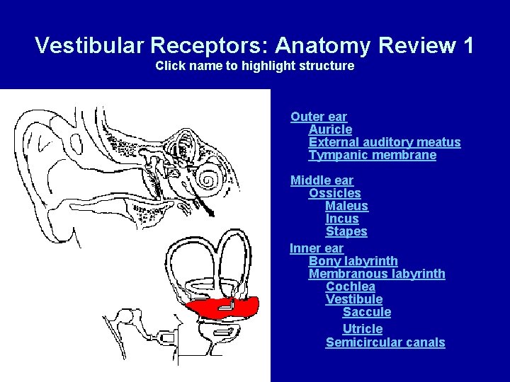 Vestibular Receptors: Anatomy Review 1 Click name to highlight structure Outer ear Auricle External