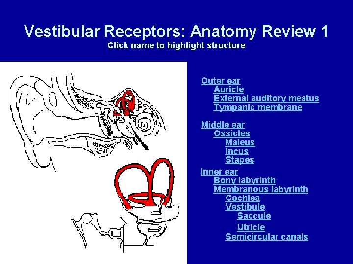 Vestibular Receptors: Anatomy Review 1 Click name to highlight structure Outer ear Auricle External