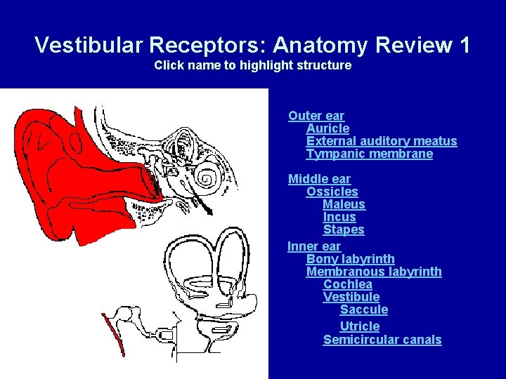 Vestibular Receptors: Anatomy Review 1 Click name to highlight structure Outer ear Auricle External