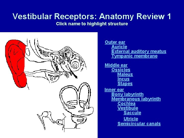 Vestibular Receptors: Anatomy Review 1 Click name to highlight structure Outer ear Auricle External