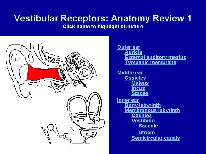 Vestibular Receptors: Anatomy Review 1 Click name to highlight structure Outer ear Auricle External