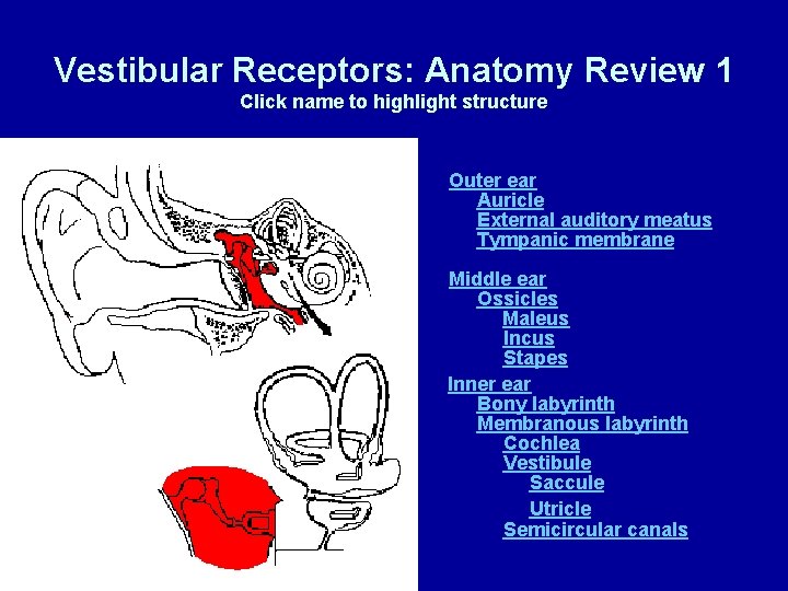Vestibular Receptors: Anatomy Review 1 Click name to highlight structure Outer ear Auricle External