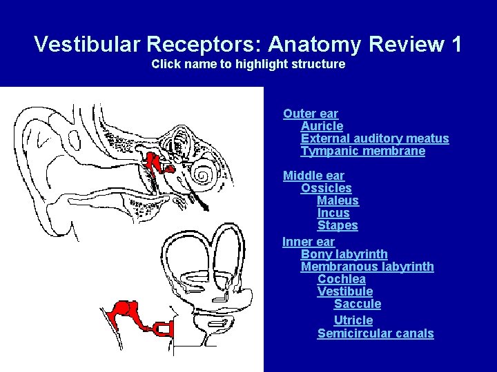 Vestibular Receptors: Anatomy Review 1 Click name to highlight structure Outer ear Auricle External