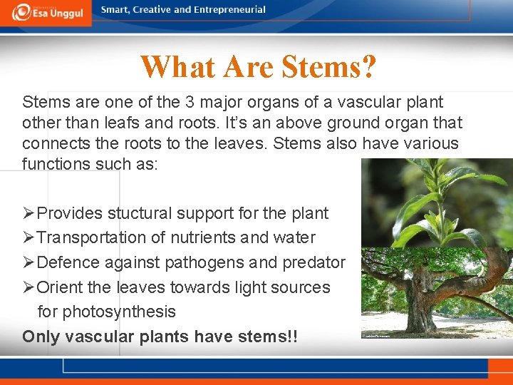 What Are Stems? Stems are one of the 3 major organs of a vascular