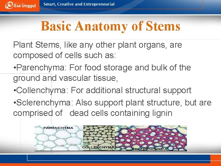 Basic Anatomy of Stems Plant Stems, like any other plant organs, are composed of