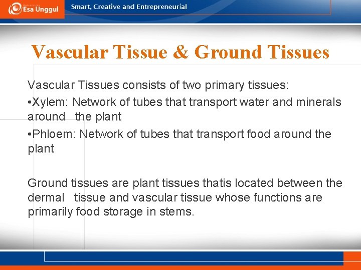 Vascular Tissue & Ground Tissues Vascular Tissues consists of two primary tissues: • Xylem: