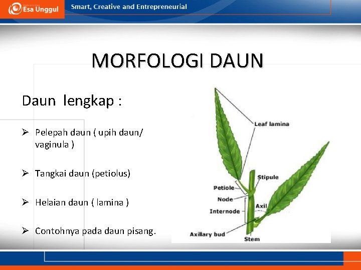 MORFOLOGI DAUN Daun lengkap : Ø Pelepah daun ( upih daun/ vaginula ) Ø