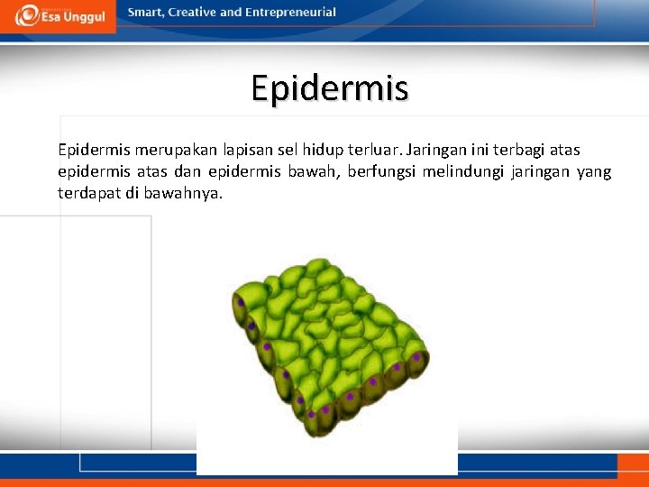 Epidermis merupakan lapisan sel hidup terluar. Jaringan ini terbagi atas epidermis atas dan epidermis