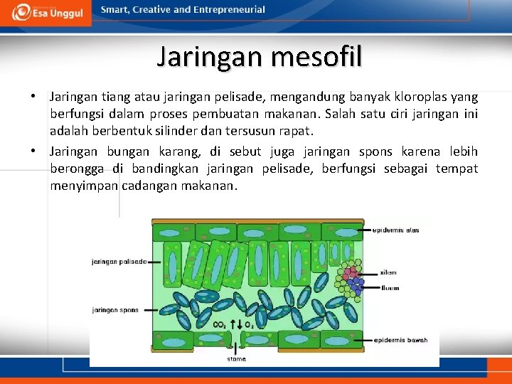 Jaringan mesofil • Jaringan tiang atau jaringan pelisade, mengandung banyak kloroplas yang berfungsi dalam