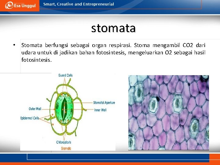 stomata • Stomata berfungsi sebagai organ respirasi. Stoma mengambil CO 2 dari udara untuk