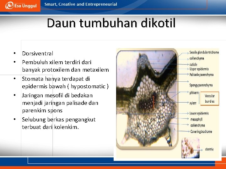 Daun tumbuhan dikotil • Dorsiventral • Pembuluh xilem terdiri dari banyak protoxilem dan metaxilem