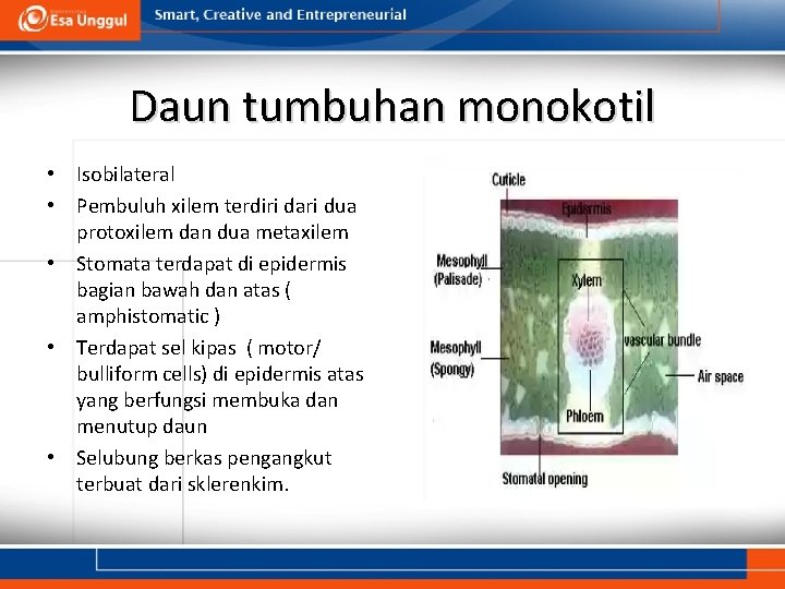 Daun tumbuhan monokotil • Isobilateral • Pembuluh xilem terdiri dari dua protoxilem dan dua