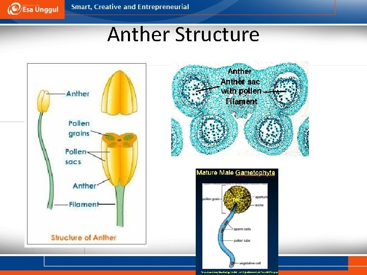 Anther Structure 