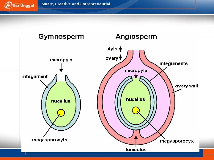 Ovule 