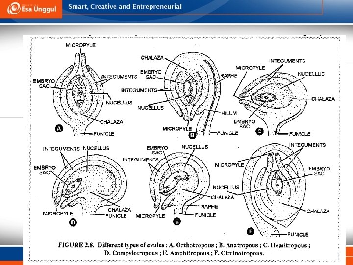 Tipe Ovule 