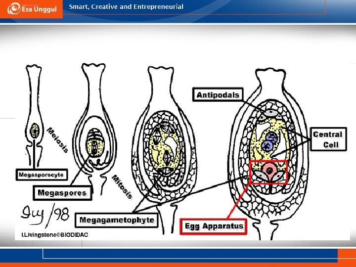 Megasporogenesis 