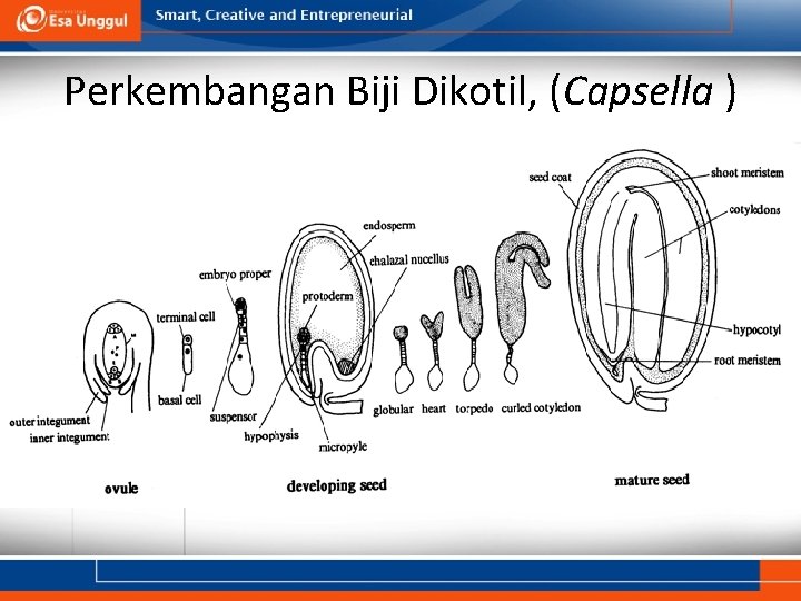 Perkembangan Biji Dikotil, (Capsella ) 