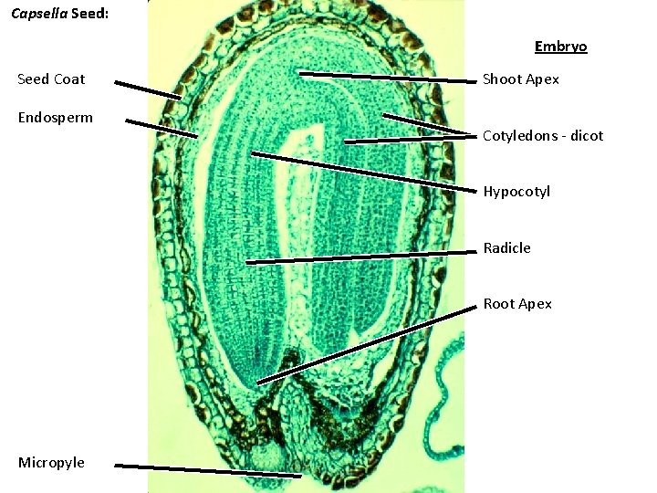 Capsella Seed: Embryo Seed Coat Endosperm Shoot Apex Cotyledons - dicot Hypocotyl Radicle Root