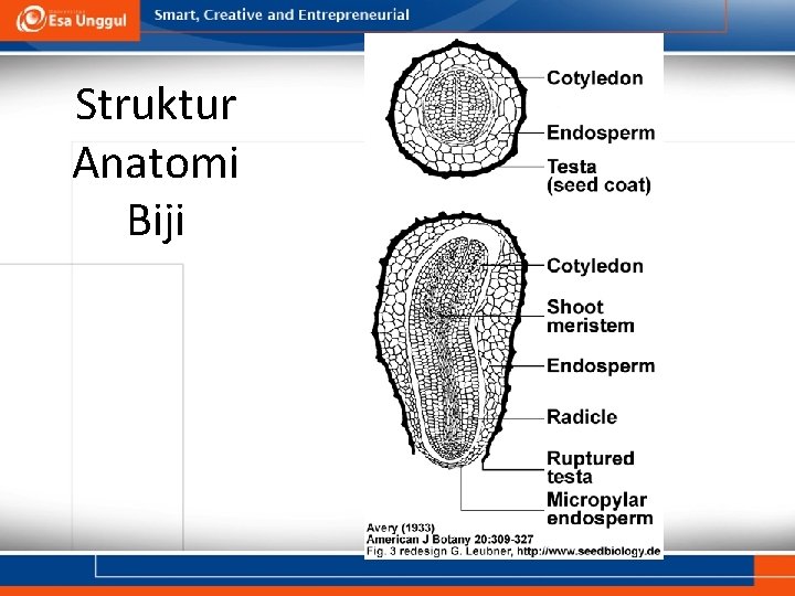 Struktur Anatomi Biji 