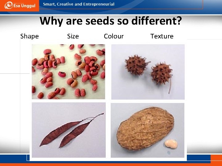 Why are seeds so different? Shape Size Colour Texture 