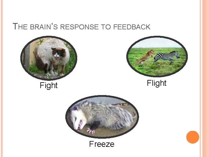 THE BRAIN’S RESPONSE TO FEEDBACK Flight Freeze  THE BRAIN’S RESPONSE TO FEEDBACK Flight Freeze