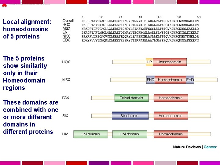 Local alignment: homeodomains of 5 proteins The 5 proteins show similarity only in their