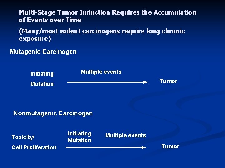 Multi-Stage Tumor Induction Requires the Accumulation of Events over Time (Many/most rodent carcinogens require