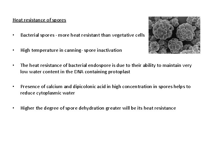 Heat resistance of spores • Bacterial spores - more heat resistant than vegetative cells