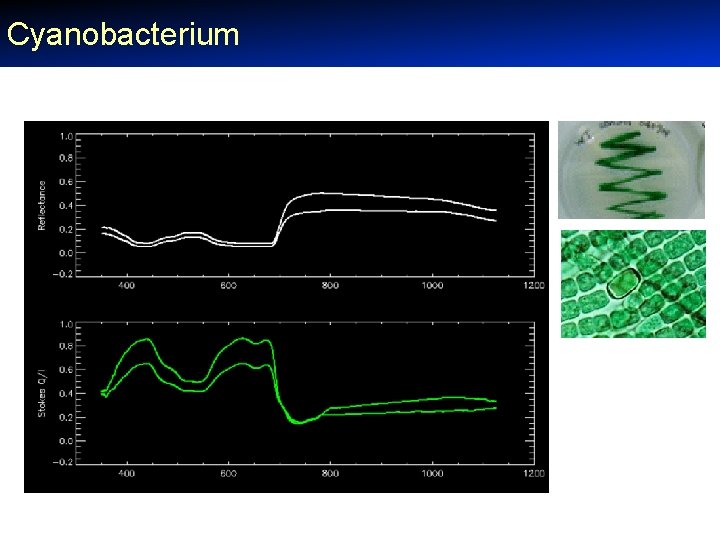 Cyanobacterium 