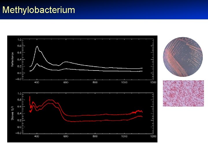 Methylobacterium 