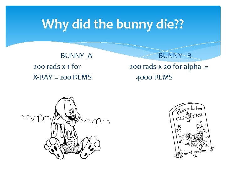 Why did the bunny die? ? BUNNY A 200 rads x 1 for X-RAY